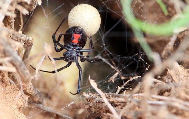 Are Black Widow Spiders In Jacksonville Deadly?