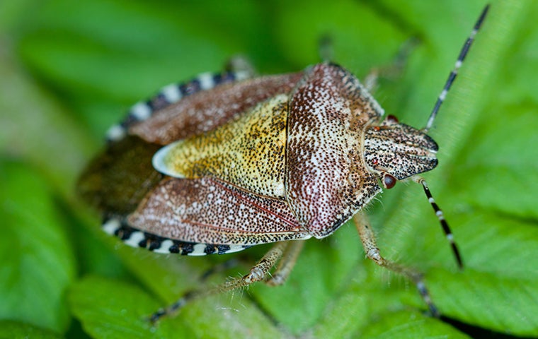 Chinch Bugs: Jacksonville’s Most Common Lawn Pest