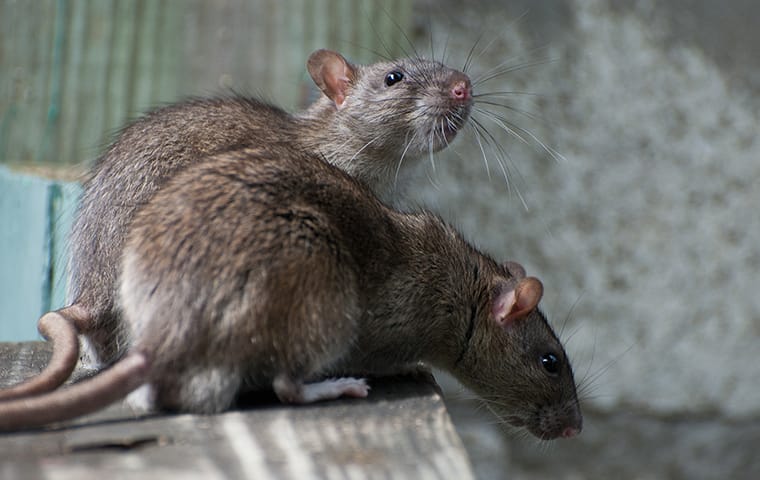 Jacksonville Homeowners’ Complete Guide To Effective Rodent Control