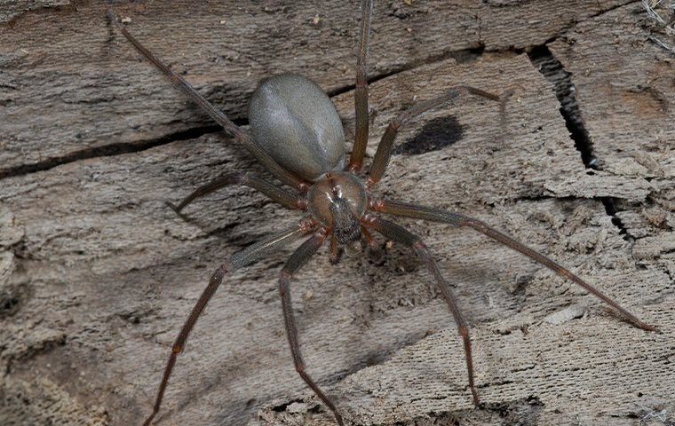 What To Expect From Venomous Spiders In Jacksonville