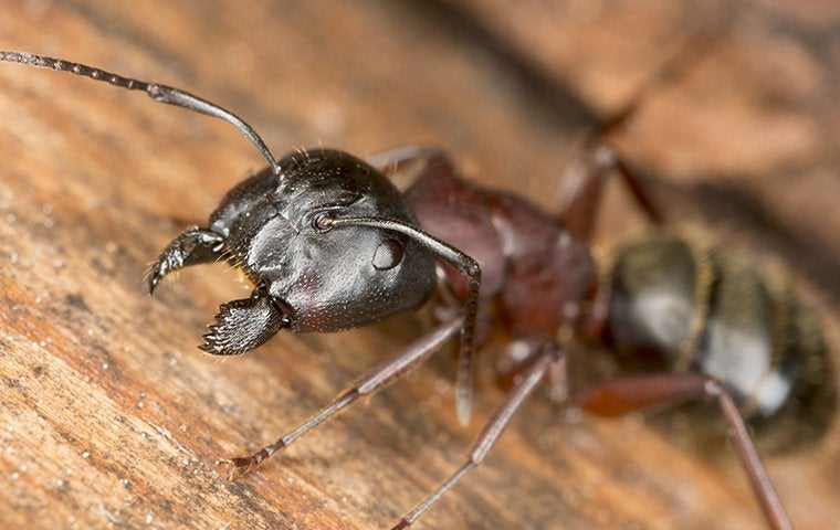 How To Tell If You Have A Carpenter Ant Problem On Your Jacksonville Property