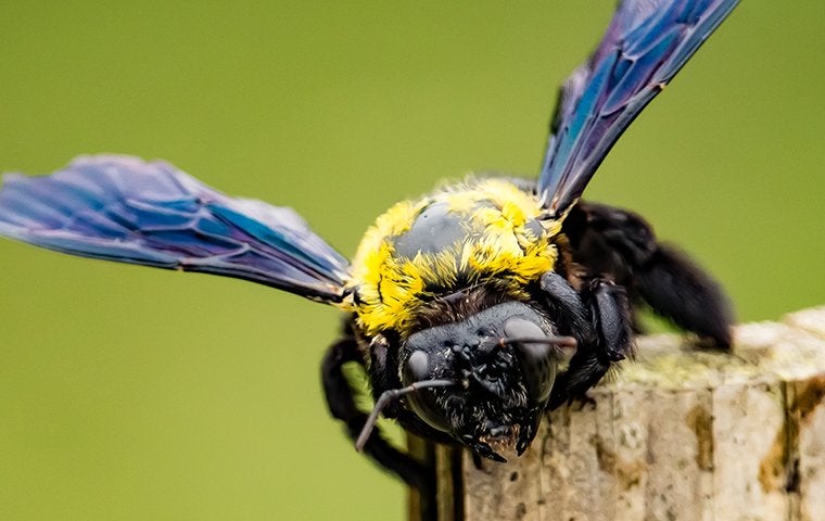 The Jacksonville Africanized Honey Bee: What You Should Know