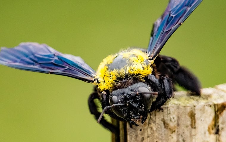 The Jacksonville Africanized Honey Bee: What You Should Know