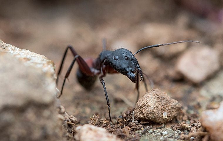 How Bad Is It To Have Carpenter Ants In My Jacksonville Home?