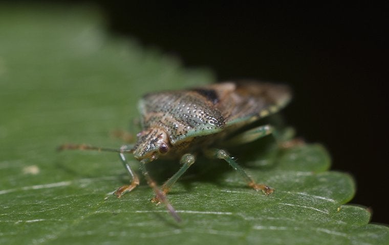 Are You Struggling With A Chinch Bug Infestation In Jacksonville?