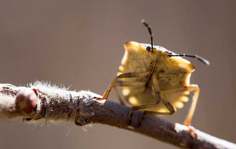 Chinch Bugs In Jacksonville Can Be A Detriment To Your Lawn