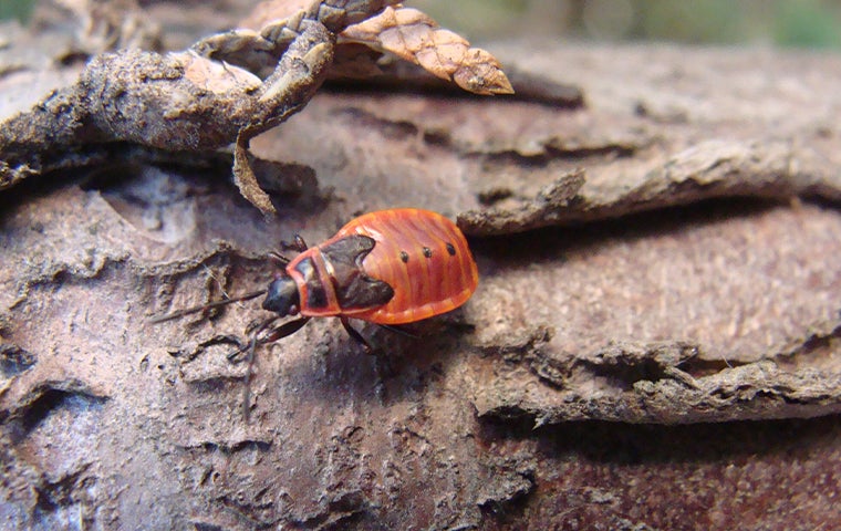 Everything Jacksonville Residents Should Know About Chinch Bugs