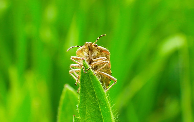 Everything That Jacksonville Residents Should Know About Chinch Bugs