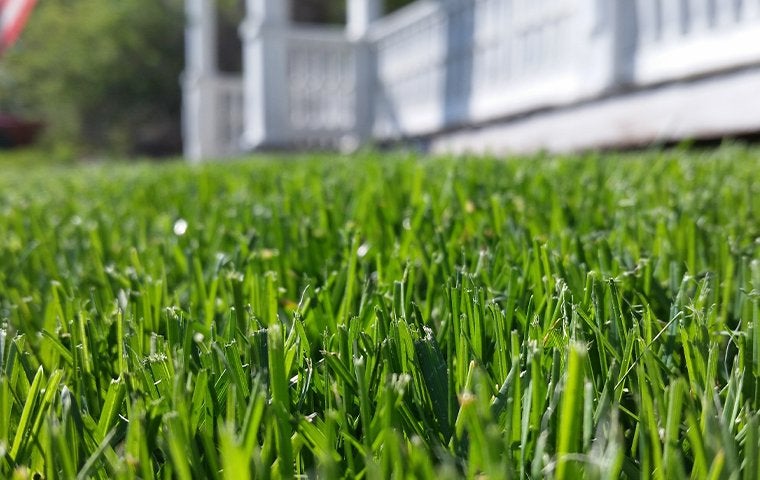 Why Is My Green Jacksonville Lawn Turning Brown?