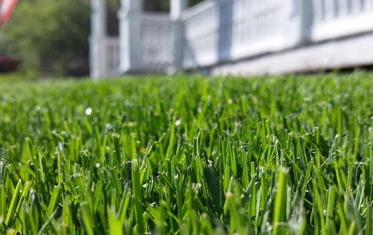 beautiful lawn