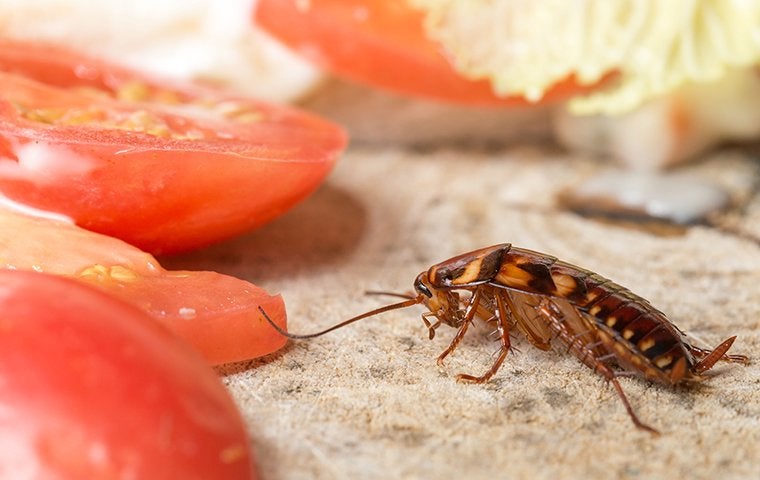 The Trick To Getting Rid Of Cockroaches In Jacksonville Homes