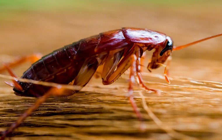 What To Do About The Creepy, Crawly Cockroaches In Jacksonville!