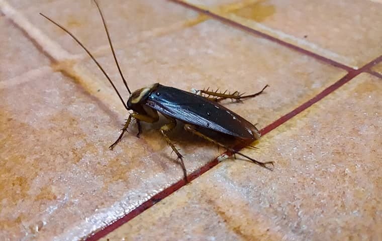 Are Cockroaches Dangerous In Jacksonville?