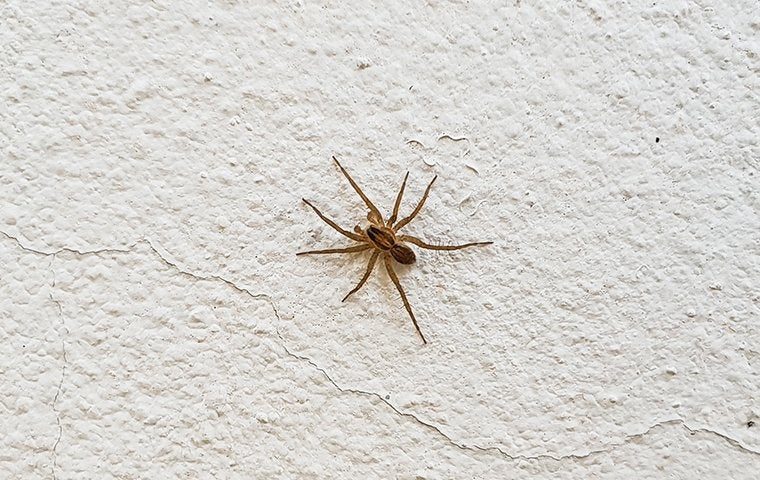 Five Easy & Effective Spider Control Tips For Jacksonville Homes