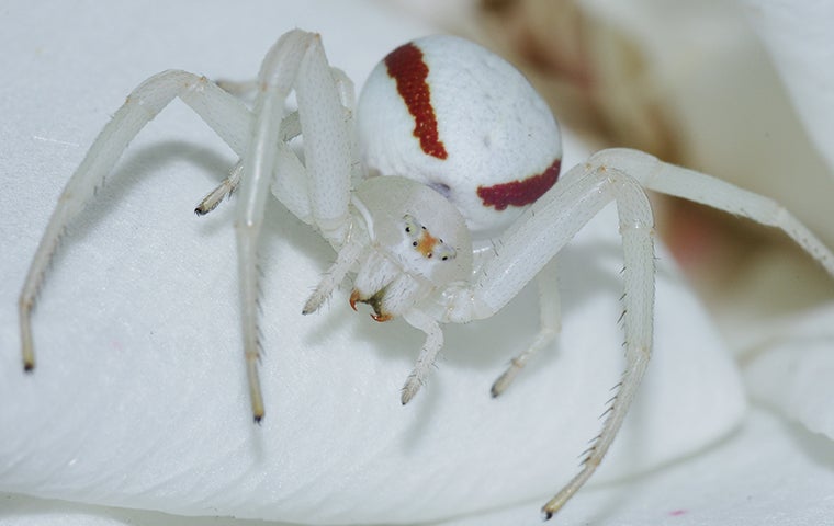 Are Crab Spiders In Jacksonville Dangerous?