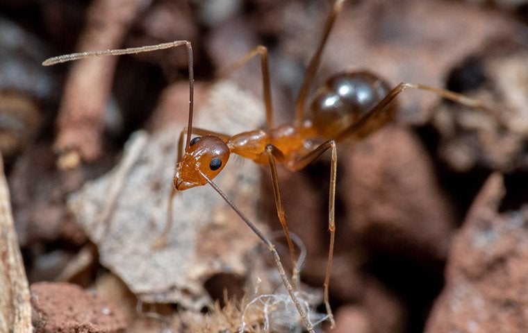 The Problem With Crazy Ants On Your Jacksonville Property