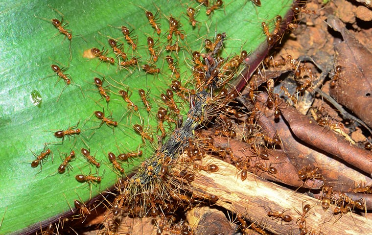 How To Get Rid Of Ants On Your Jacksonville Property For Good