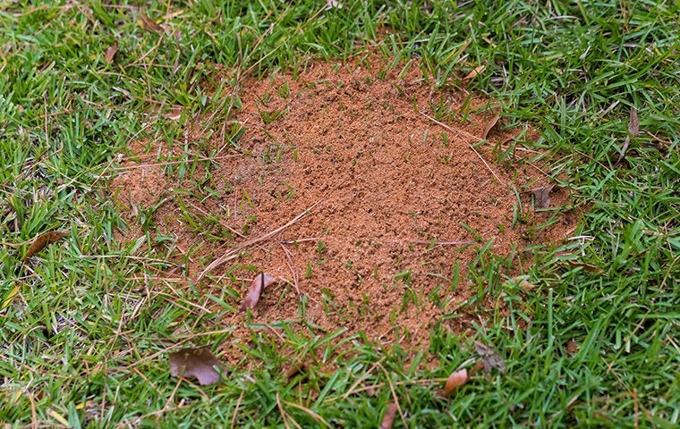 Should You Be Concerned About Fire Ants In Your Jacksonville Yard?