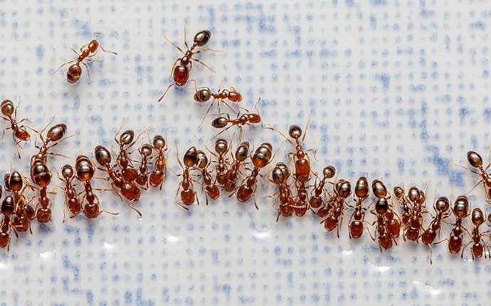 How Dangerous Are Fire Ants In Jacksonville?