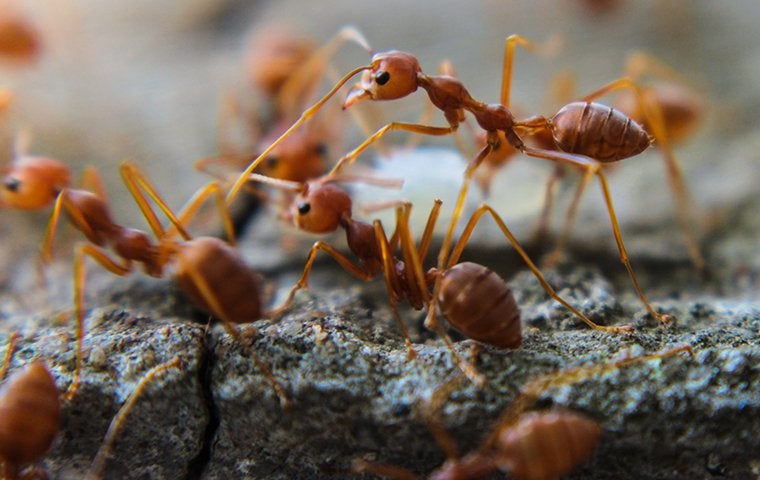 Fire Ants And The Problems They Cause In Jacksonville Yards