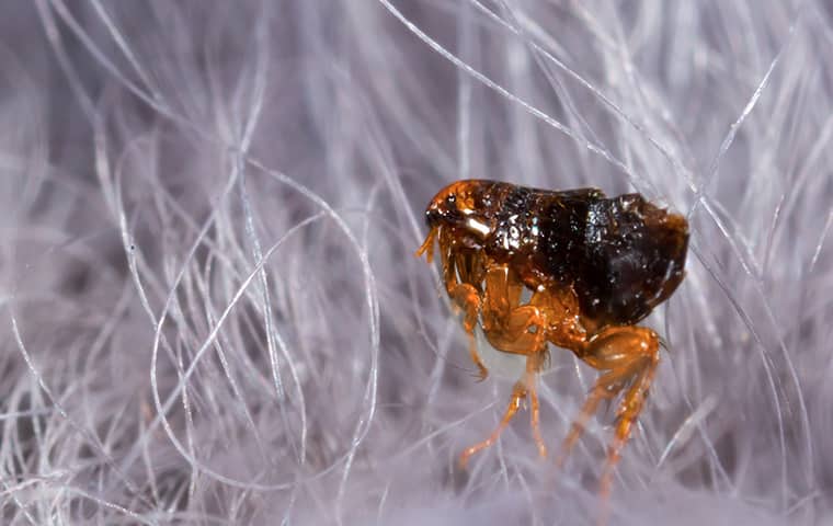 All The Ways Fleas Get Into Jacksonville Homes