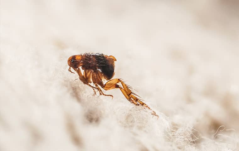 Fleas In Jacksonville: What Every Resident Should Know