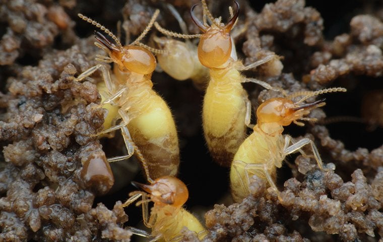 A Helpful Guide To Formosan Termite Control For Jacksonville