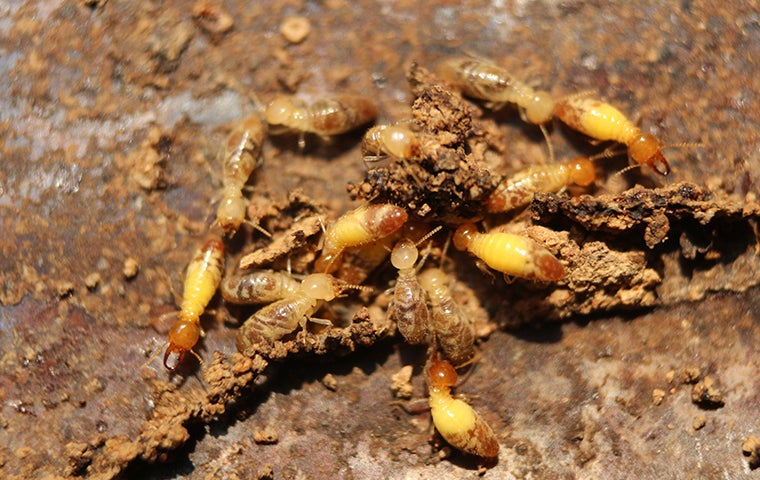 When Do Formosan Termites Move Into Jacksonville Homes