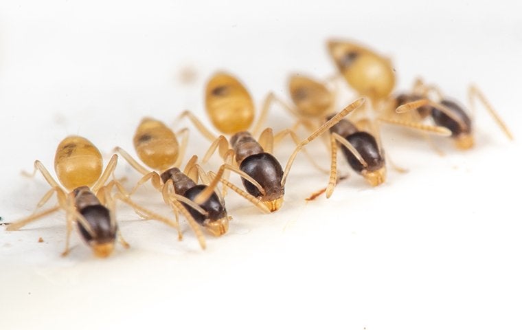 Are You Struggling To Deal With Ghost Ants In Jacksonville?