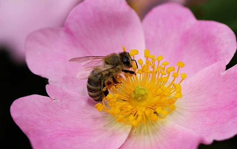 How To Get Rid Of Africanized Honey Bees In Jacksonville