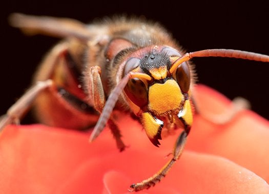 How Dangerous Are Hornets In Jacksonville?