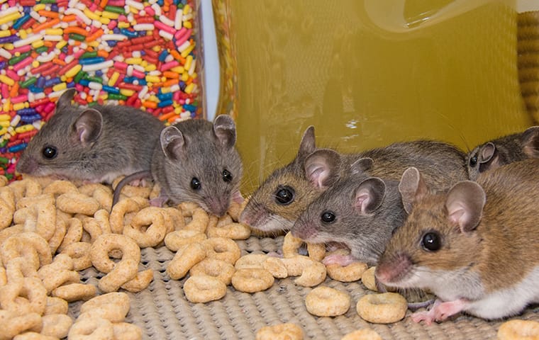 Pest Spotlight: Pesky Rodents In Jacksonville