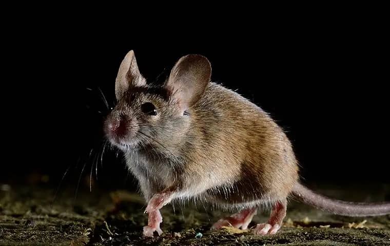 house mouse crawling in home at night