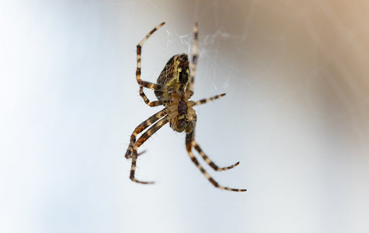 house spider in a web