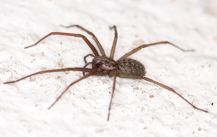 Ways To Deter Spiders From Your Jacksonville Home