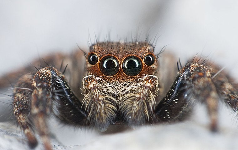 jumping spider crouching
