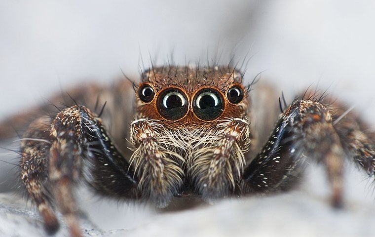 trads-home-pest-process jumping spider crouching