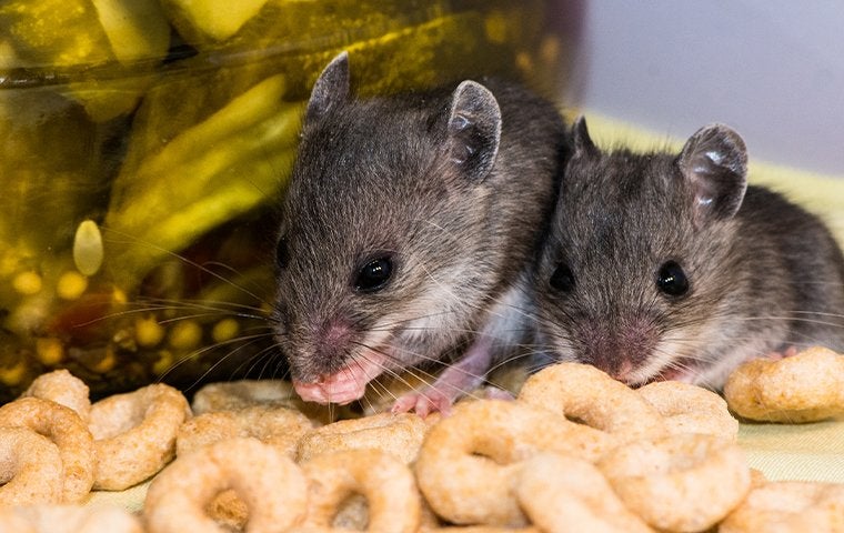 All The Ways Mice Get Into Your Jacksonville Home