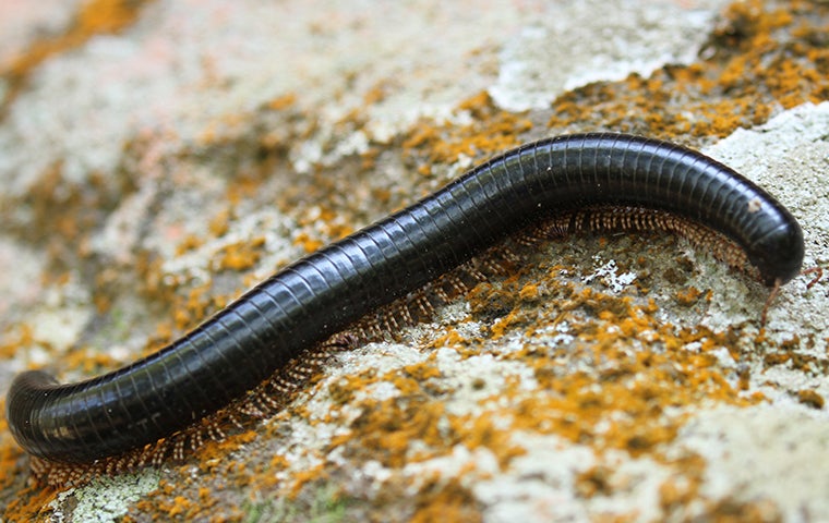 millipede