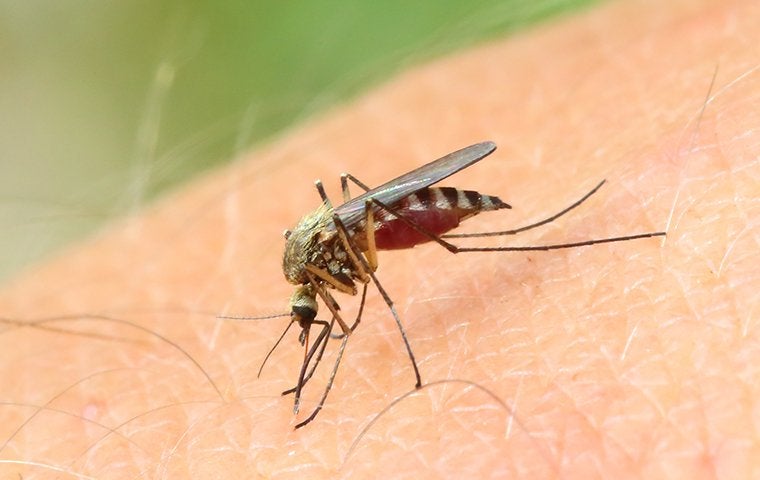 The Secret To Total Mosquito Control For Your Jacksonville Property