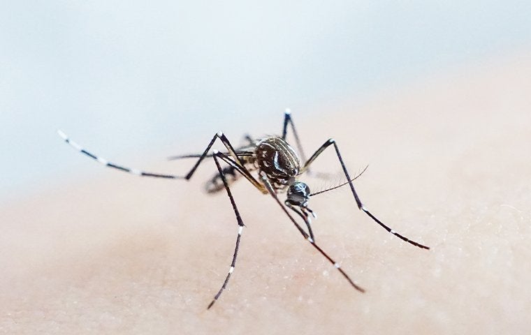 Why Professional Mosquito Control Is The Way To Go For Your Jacksonville Property