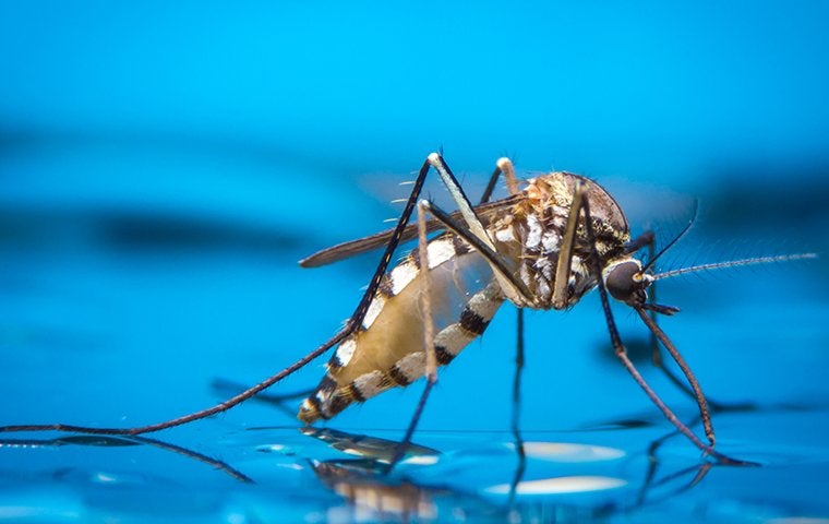 mosquito landing on water