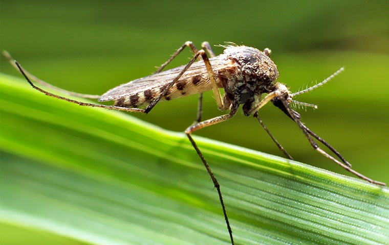 Jacksonville Homeowners’ Spring Pest Prevention Guide