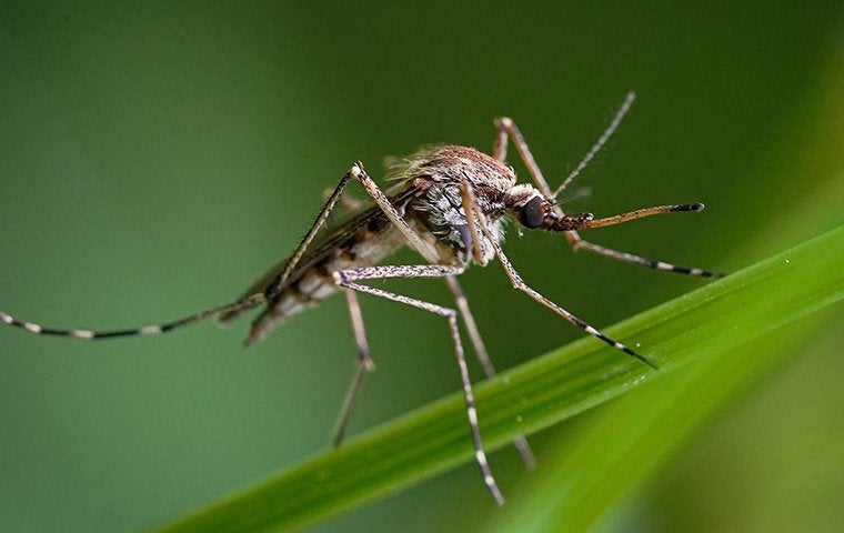 Natural Ways To Repel Mosquitoes In Jacksonville