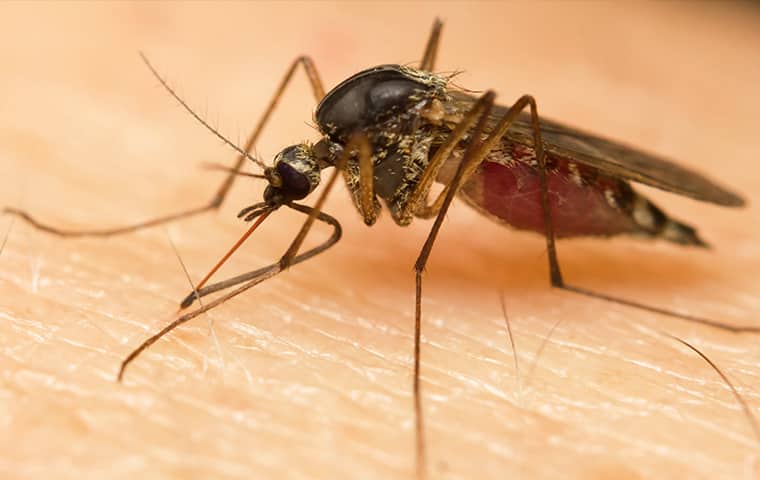 mosquito on human skin