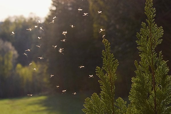 Mosquito Prevention In Jacksonville Made Easy