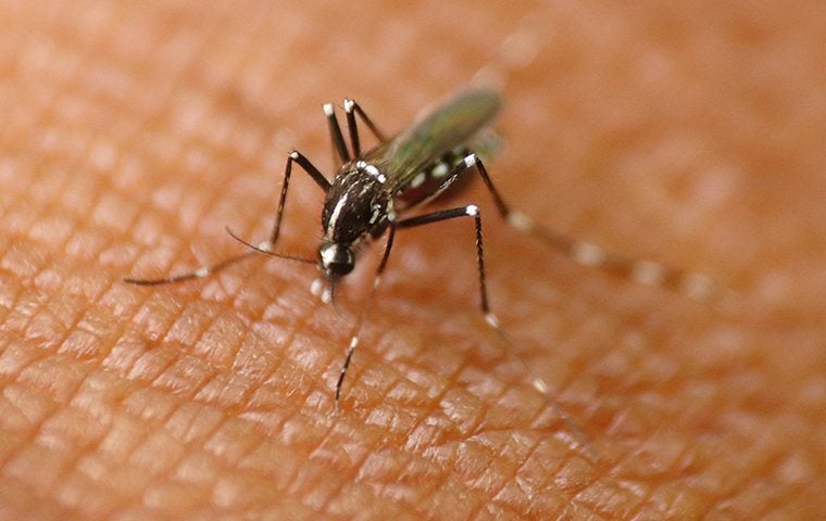 How To Reduce Mosquitoes Around Your Jacksonville Home