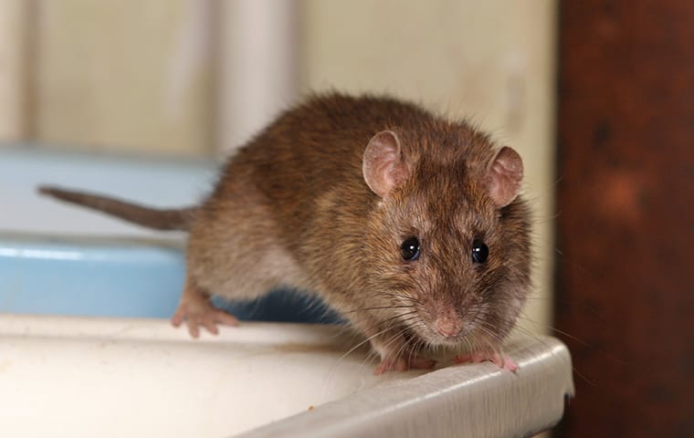 All The Dangers Rats Bring To Jacksonville Homes
