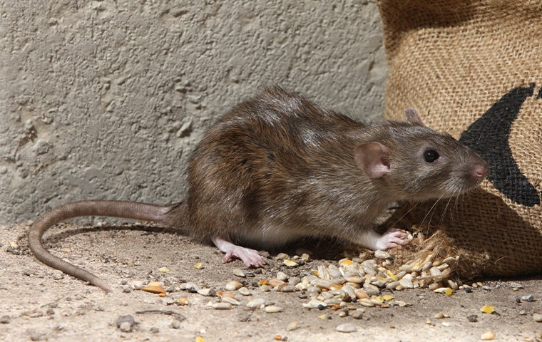 How To Get Rid Of Rats On Your Jacksonville Property