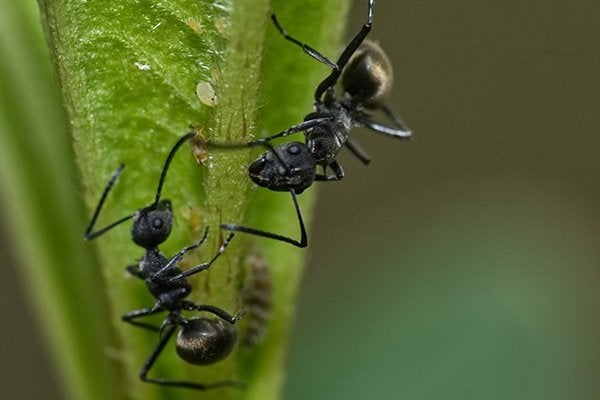Tips To Getting Rid Of Ants Around Jacksonville Homes